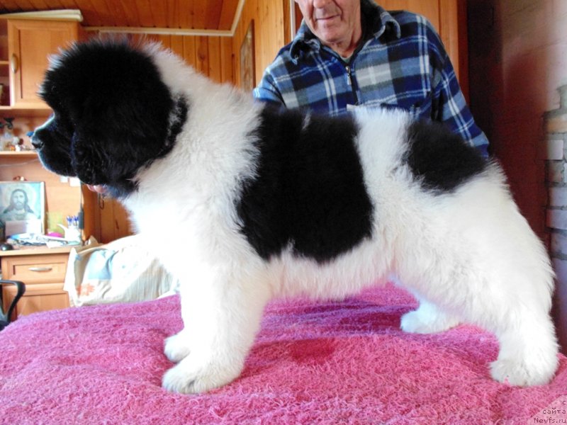 Фото: ньюфаундленд Дарлинг от Карельских Медведей