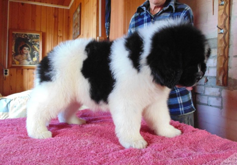 Фото: ньюфаундленд Дарлинг от Карельских Медведей