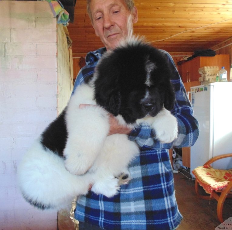 Фото: ньюфаундленд Дарлинг от Карельских Медведей