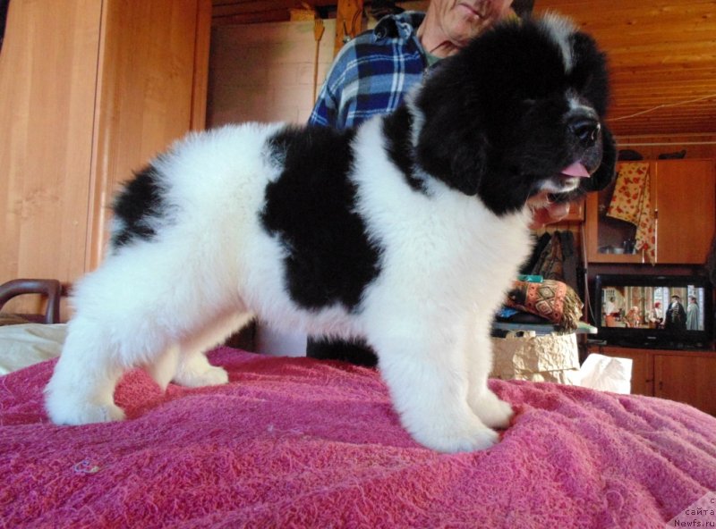 Фото: ньюфаундленд Дарлинг от Карельских Медведей