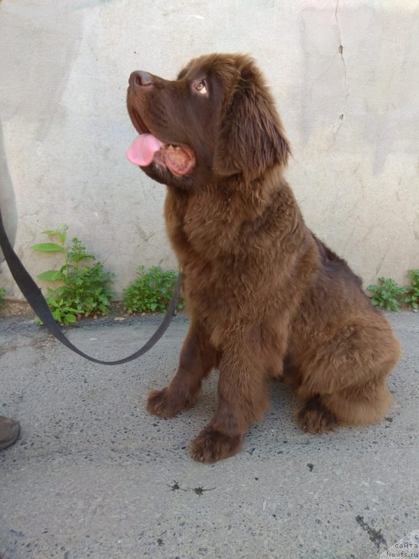 Фото: ньюфаундленд Петер-Беар Принцесса Дина, ньюфаундленд Петер-Беар Принцесса Дина