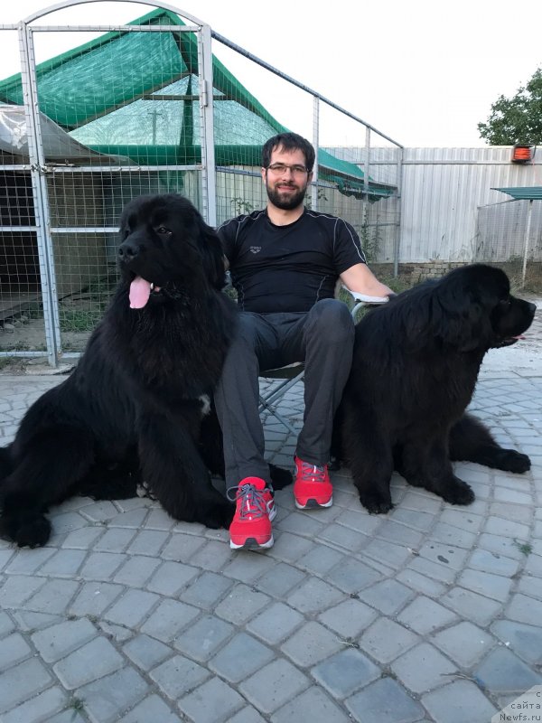 Фото: ньюфаундленд Жемчужина Кубани Зира (Zhemchuzhina Kubani Zira), ньюфаундленд Акватория Келвин Навигатор (Aquatoriya Kelvin Navigator)