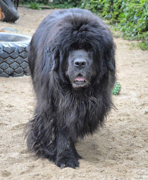 Фотография № 236989