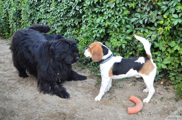 Фотография № 236990