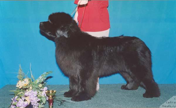 Фото: ньюфаундленд Kiss Princess von Aiching