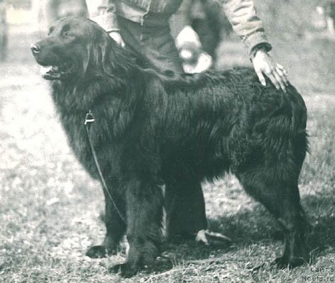 Фото: ньюфаундленд Блэк Диана