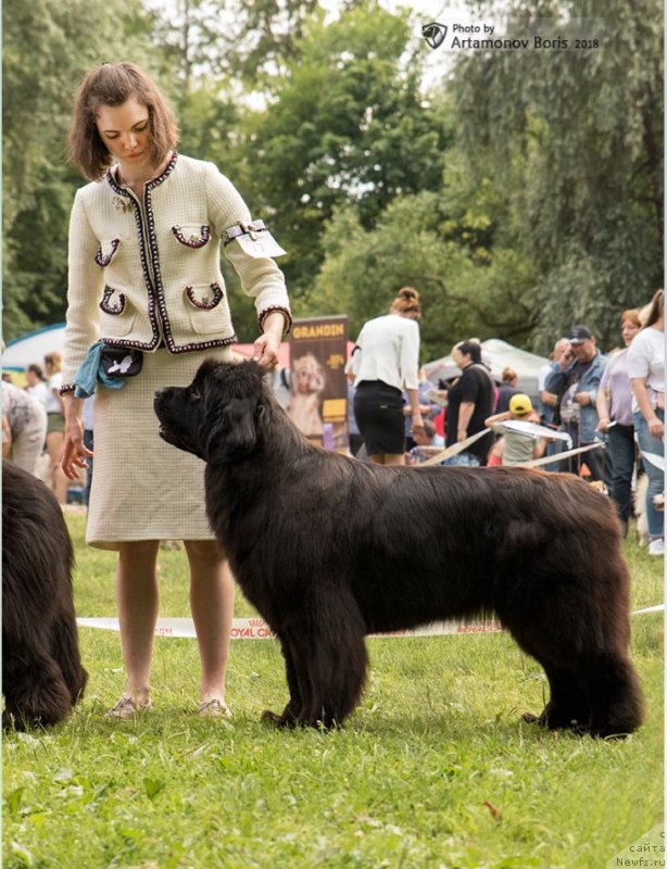 Фото: ньюфаундленд Моя Стихия Ламборджини (Moya Stikhiya Lamborghini)