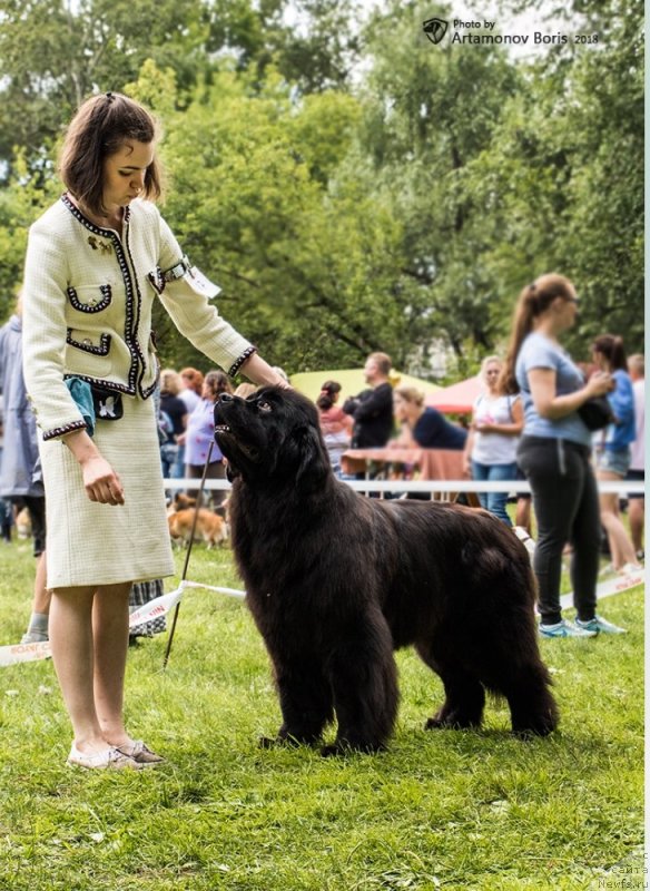 Фото: ньюфаундленд Моя Стихия Ламборджини (Moya Stikhiya Lamborghini)