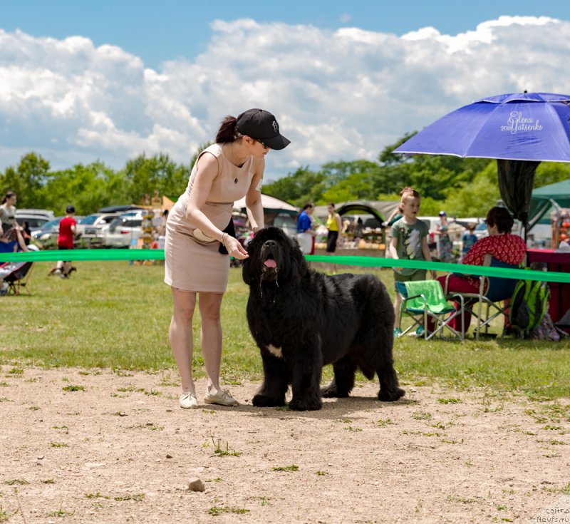 Фото: ньюфаундленд Сент Джонс Жирар Реми (Sent Djons Zhirar Remi)