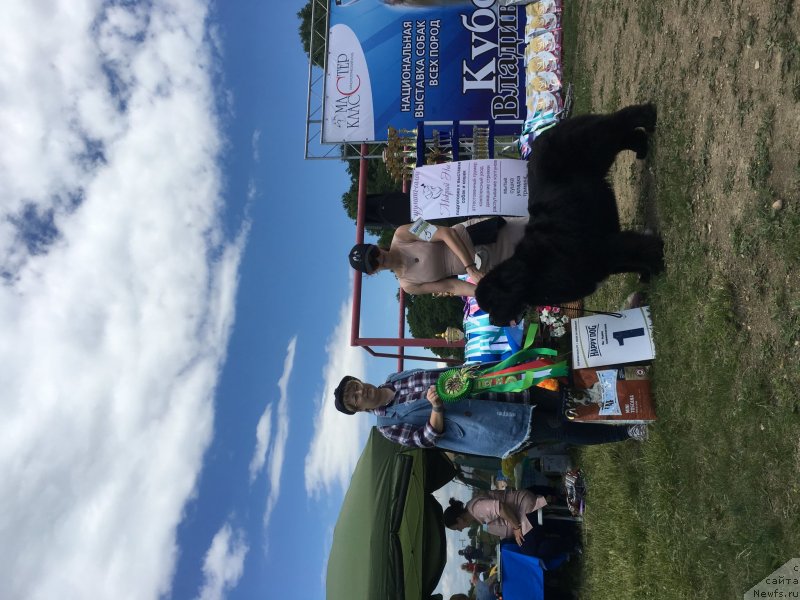 Фото: ньюфаундленд Сент Джонс Жирар Реми (Sent Djons Zhirar Remi)