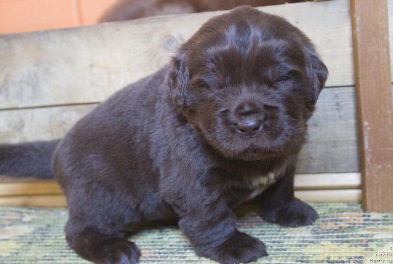 Фотография № 237015