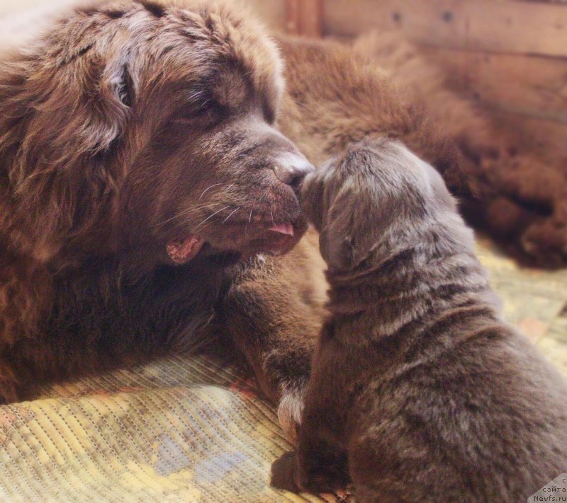 Фото: ньюфаундленд Наоми Таголири фор Браунблад (Naomi Tagoliri for Brouwnblood)