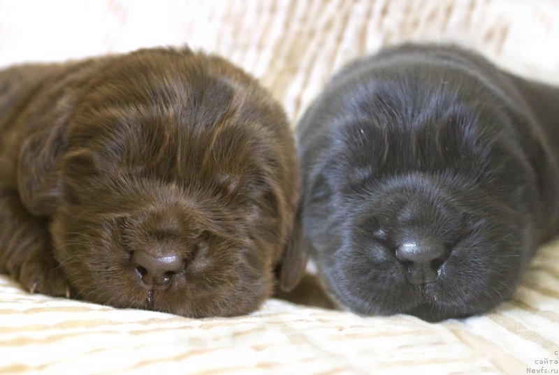 Фотография № 237017