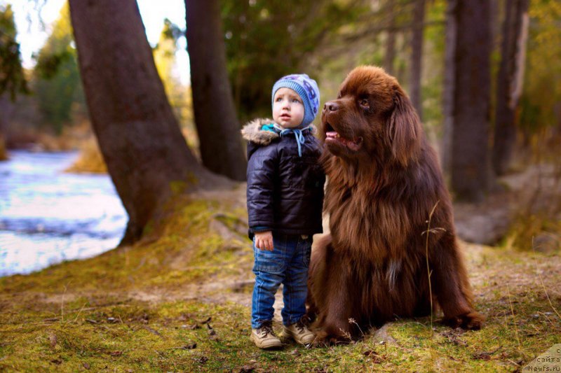 Фото: ньюфаундленд Плюшевая Панда Елоге ду Оранге (Plushevaya Panda Eloge du Orange)