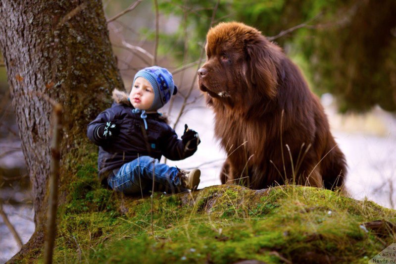 Фото: ньюфаундленд Плюшевая Панда Елоге ду Оранге (Plushevaya Panda Eloge du Orange)