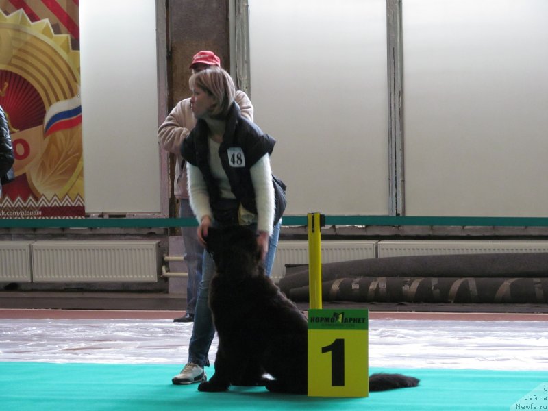 Фото: ньюфаундленд Любезная Нежная Лаура (Lyubeznaya Nezhnaya Laura)