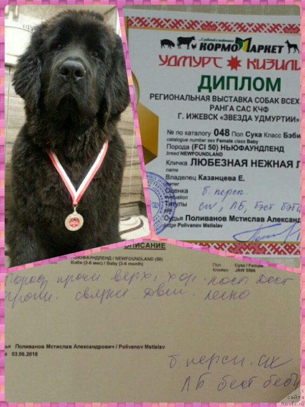 Фото: ньюфаундленд Любезная Нежная Лаура (Lyubeznaya Nezhnaya Laura)