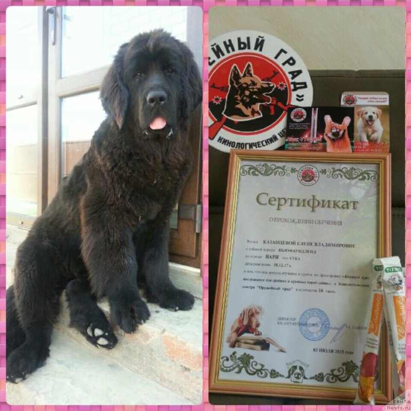 Фото: ньюфаундленд Любезная Нежная Лаура (Lyubeznaya Nezhnaya Laura)