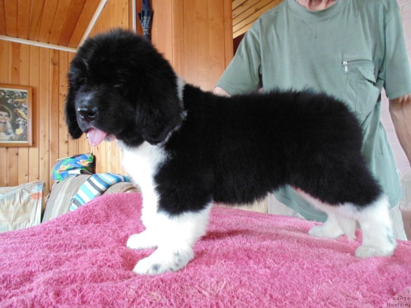 Фото: ньюфаундленд Супер Бизон Тадж-Махал