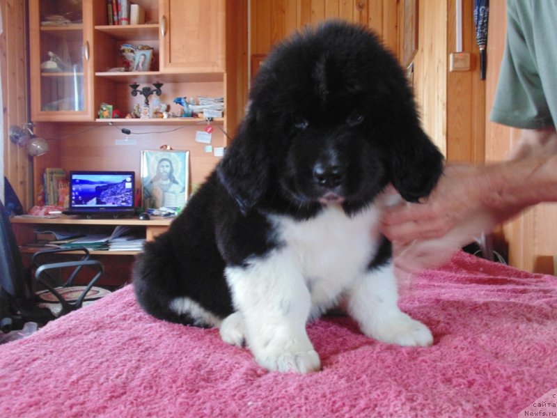 Фото: ньюфаундленд Супер Бизон Тадж-Махал