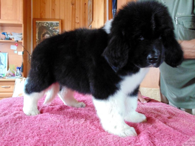 Фото: ньюфаундленд Супер Бизон Тадж-Махал