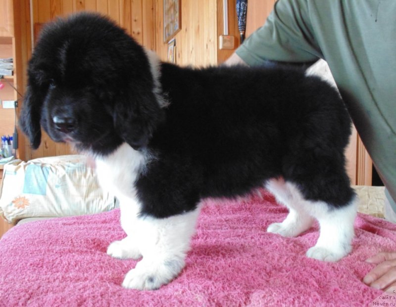 Фото: ньюфаундленд Супер Бизон Тадж-Махал