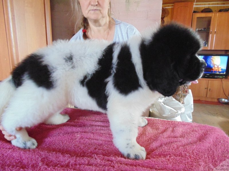 Фото: ньюфаундленд Добрыня от Карельских Медведей