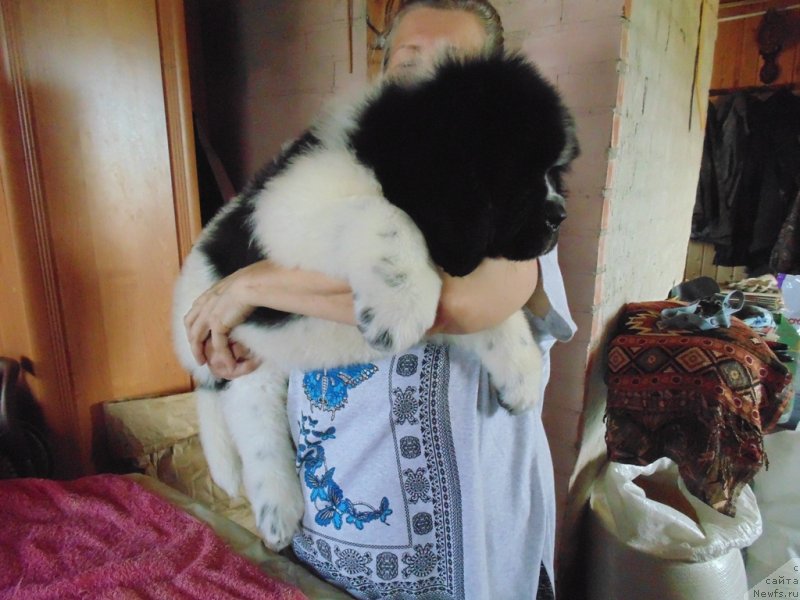 Фото: ньюфаундленд Добрыня от Карельских Медведей