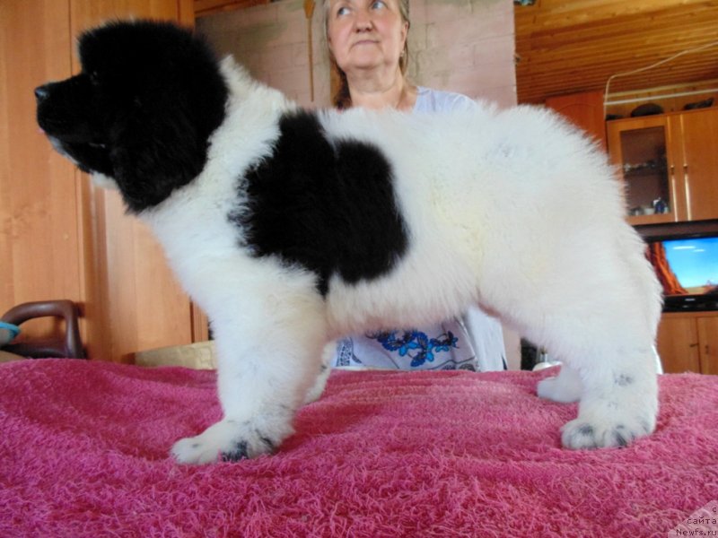 Фото: ньюфаундленд Добрыня от Карельских Медведей