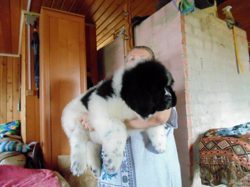 Фото: ньюфаундленд Добрыня от Карельских Медведей