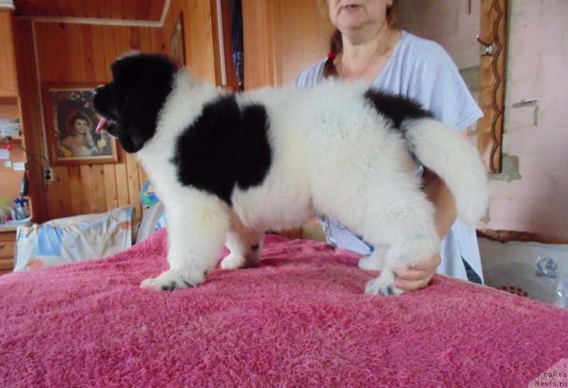 Фото: ньюфаундленд Добрыня от Карельских Медведей