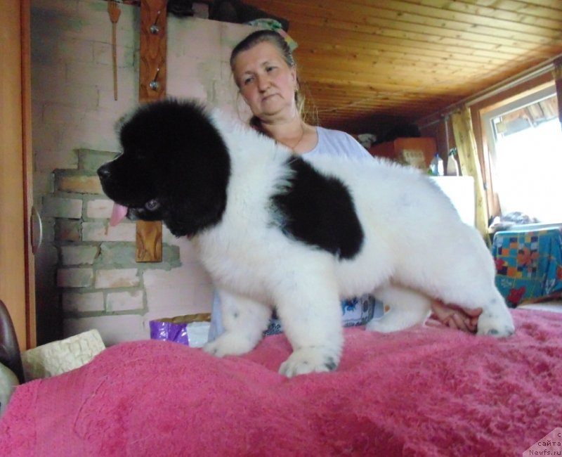 Фото: ньюфаундленд Добрыня от Карельских Медведей