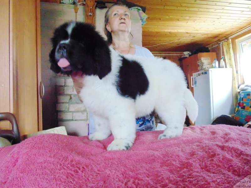 Фото: ньюфаундленд Добрыня от Карельских Медведей