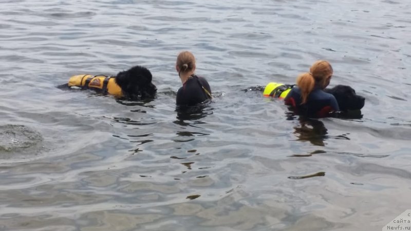 Фото: Виктория Нещерет, ньюфаундленд Идеал Тейст оф Виктори (Ideal Taste of Victory)