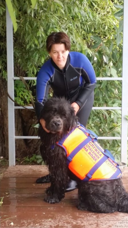 Фото: Елена Богданова, ньюфаундленд Ангел Хранитель Граффидд (Angel Khranitel Gruffidd)