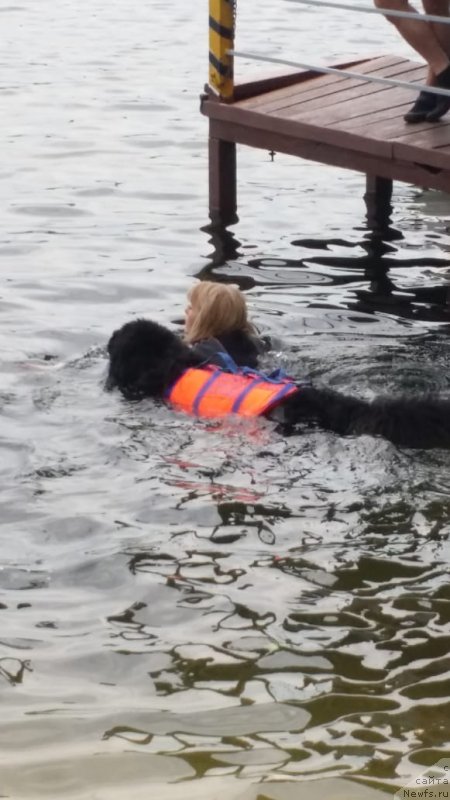 Фото: Лариса Кутина, ньюфаундленд Белкондер-Клаб Угли-Бугли (Belkonder-Club Ugli-Boogli)