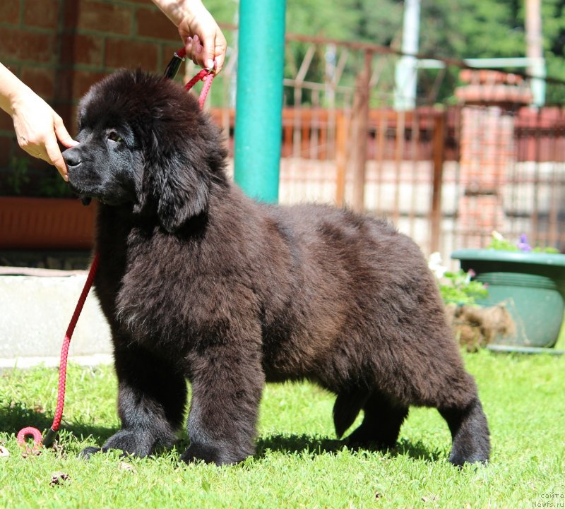 Фото: ньюфаундленд Супер Премиум Ярослава