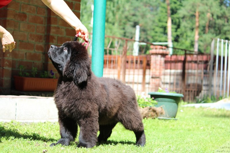 Фото: ньюфаундленд Супер Премиум Ярослава