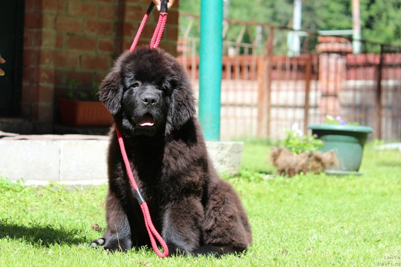 Фото: ньюфаундленд Супер Премиум Ярослава