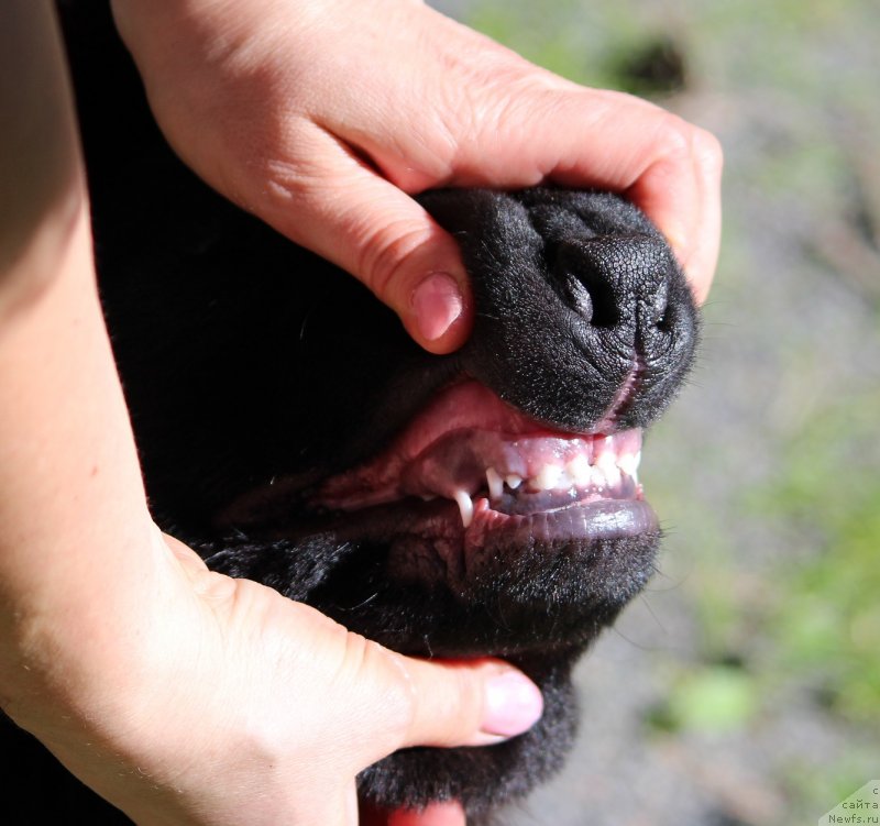 Фото: ньюфаундленд Супер Премиум Ярослава