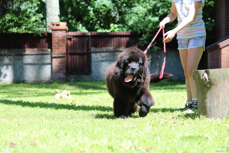 Фото: ньюфаундленд Супер Премиум Ярослава