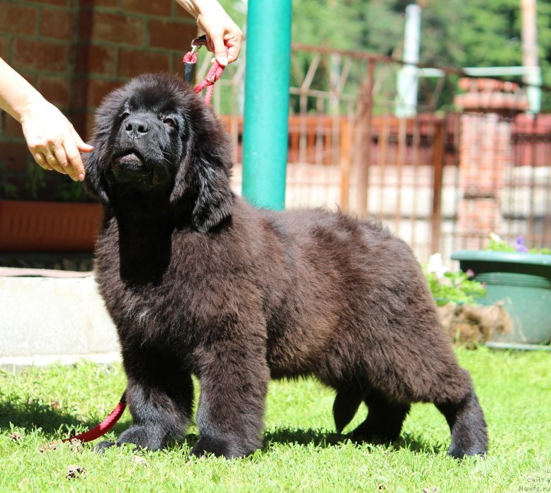 Фотография № 237063