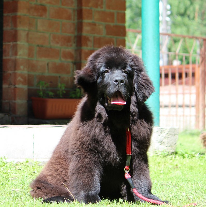Фото: ньюфаундленд Супер Премиум Ярослава