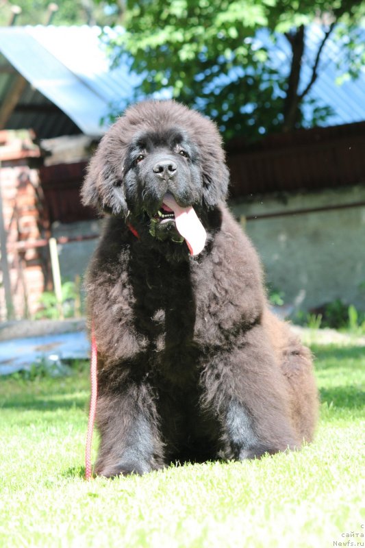 Фотография № 237066