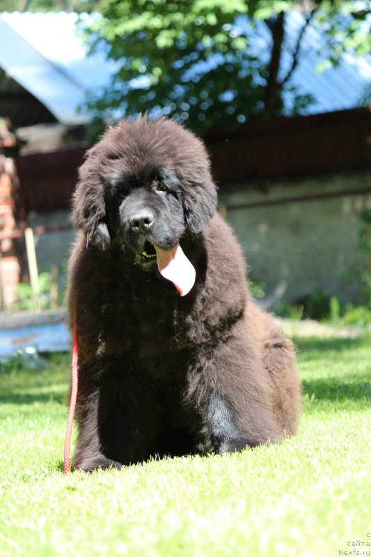 Фотография № 237067