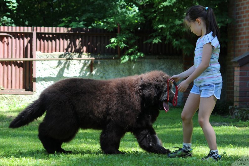 Фото: ньюфаундленд Little Bears Poseidone