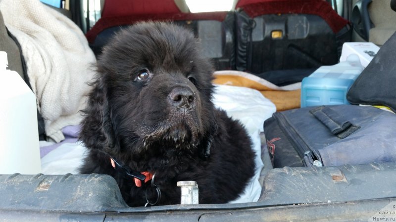 Фото: ньюфаундленд Риччи с Берега Дона (Richchi s Berega Dona)
