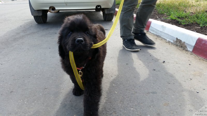 Фото: ньюфаундленд Риччи с Берега Дона (Richchi s Berega Dona)