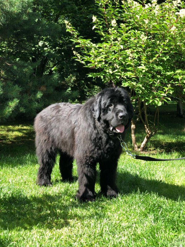 Фото: Ньюфы с Рублёвки