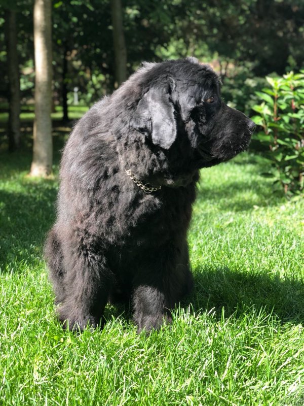 Фотография № 237078